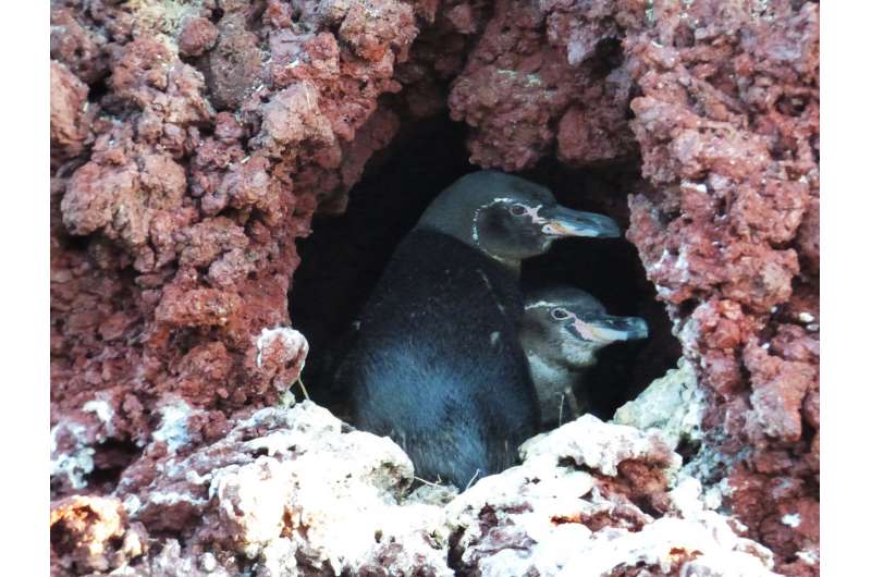 To find the sex of a Galápagos penguin, measure its beak, researchers say