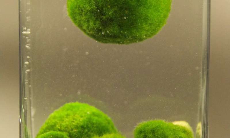 To float or not to float? Mystery solved as to why algae balls float and sink