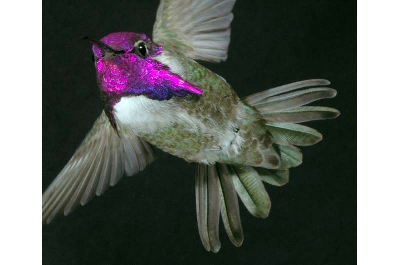 To impress females, costa's hummingbirds 'sing' with their tail feathers