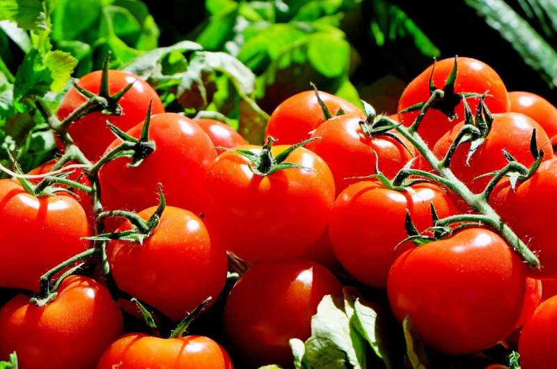 Tomatoes 'mixing chemical cocktails': Early detection of disease resistance in food crops