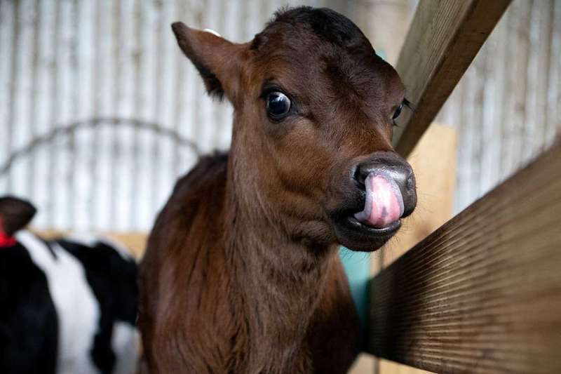Tongues provide clues to identifying the breed of new-born calves