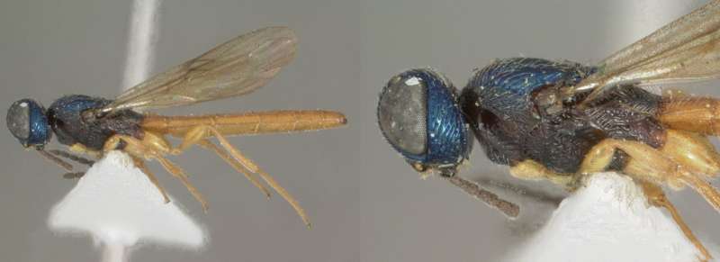 Total of 21 new parasitoid wasps following the first ever revision of their genus