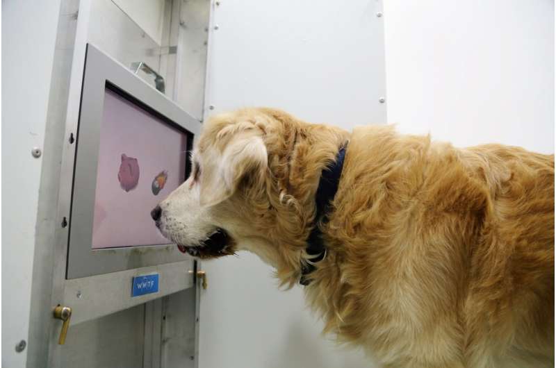 Touchscreen games for dog brain training