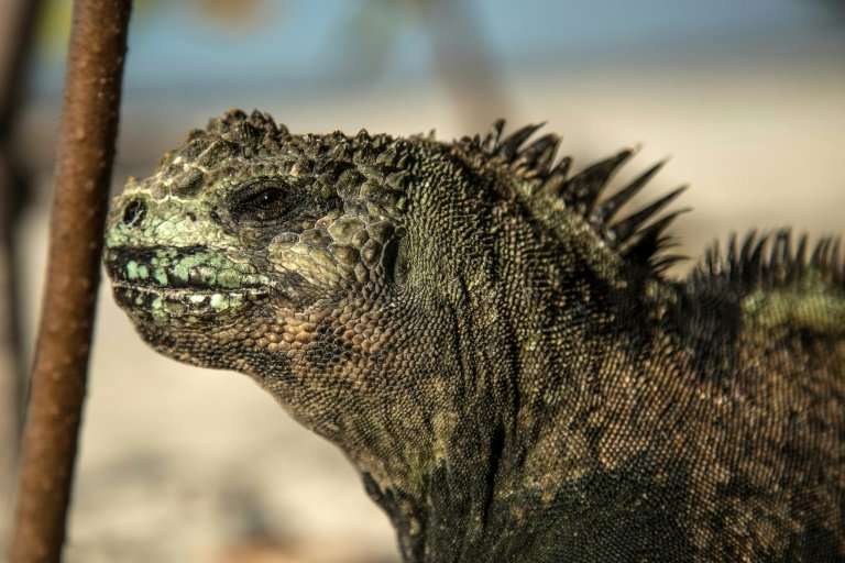 Tourists come to the Galapagos to see the flora and fauna, like this marine iguana (Amblyrhynchus cristatus)