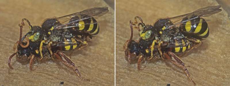 Towards untangling the 'antennal grabbing' phenomenon in mating cuckoo bees