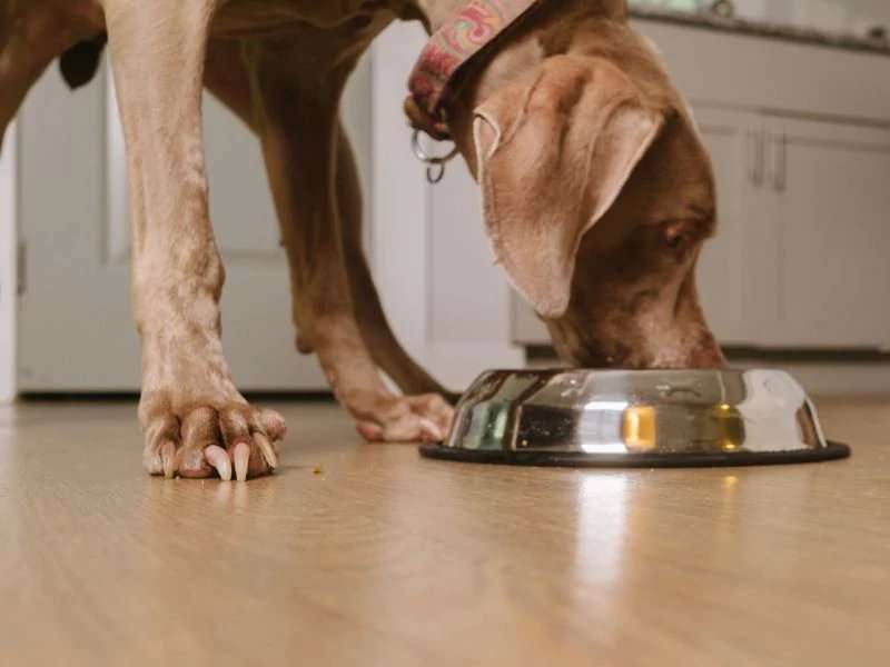 Toxic amounts of vitamin D spur dog food recall