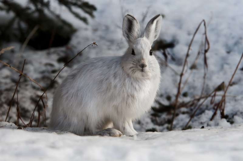 Toxic leftovers from gold mine found in snowshoe hares