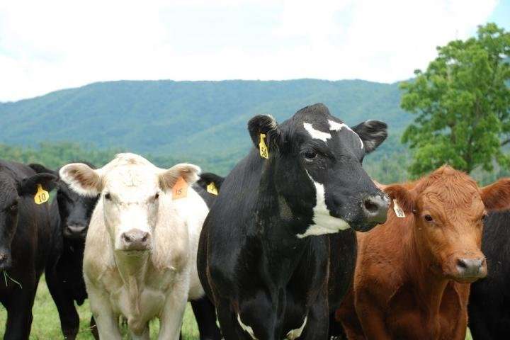 Trade agreement with Japan is crucial for US beef industry