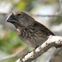 Transcriptomics explains how 15 species of finch evolved from a single ancestor