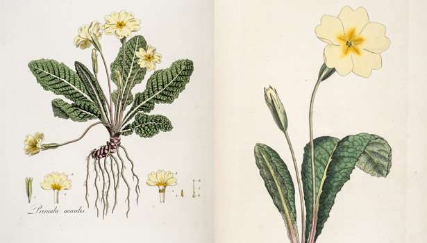Transformed: the plant whose sex life fascinated Charles Darwin