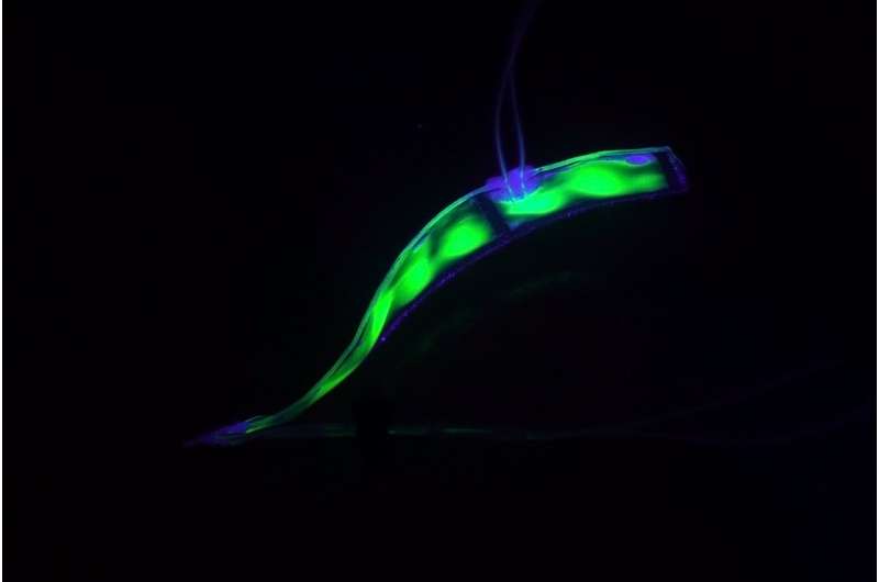 Transparent eel-like soft robot can swim silently underwater