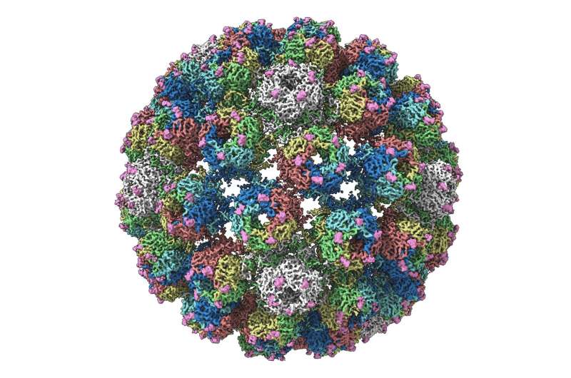 Transplant-damaging virus comes into focus