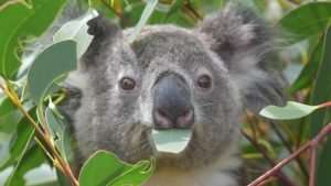 Treating koalas for chlamydia alters gut microbes