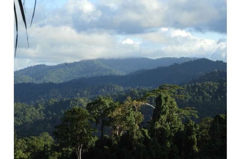Trees' enemies help tropical forests maintain their biodiversity