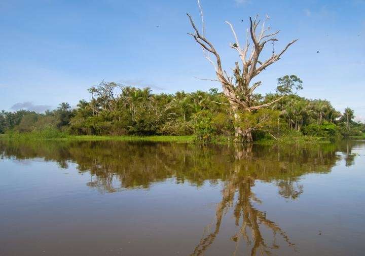Tree species richness in Amazonian wetlands is three times greater than expected