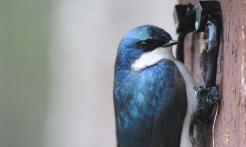 Tree swallow study: Stressful events have long-term health impacts