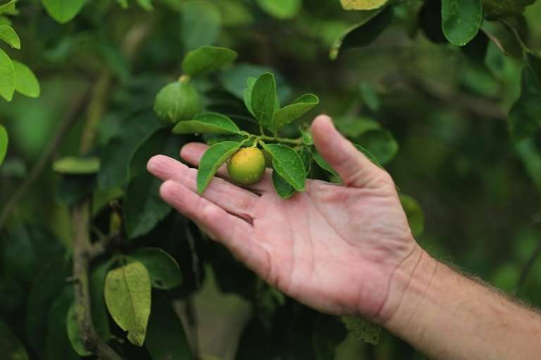Trees with citrus greening disease produce stunted fruit that don't ripen and are bitter before losing their leaves and dying