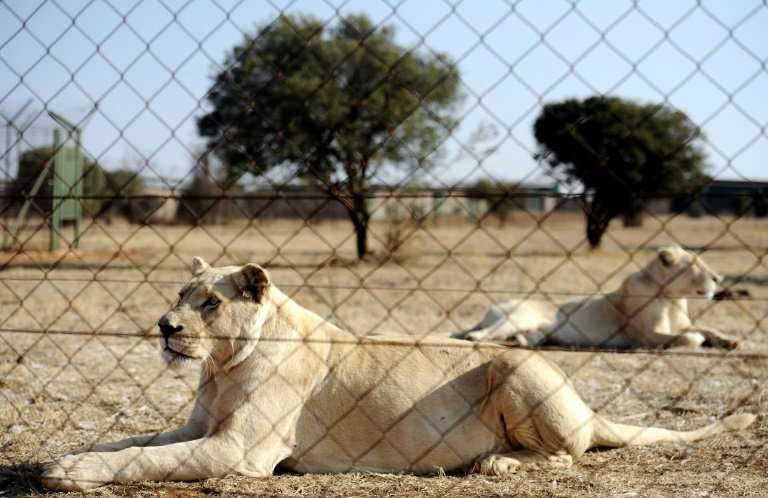 Trophy hunting of lions bred in captivity is a $36-million industry in South Africa