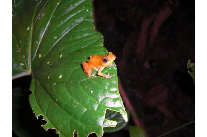 Tropical frogs found to coexist with deadly fungus