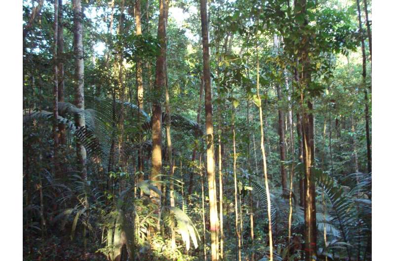 Tropical trees use unique method to resist drought