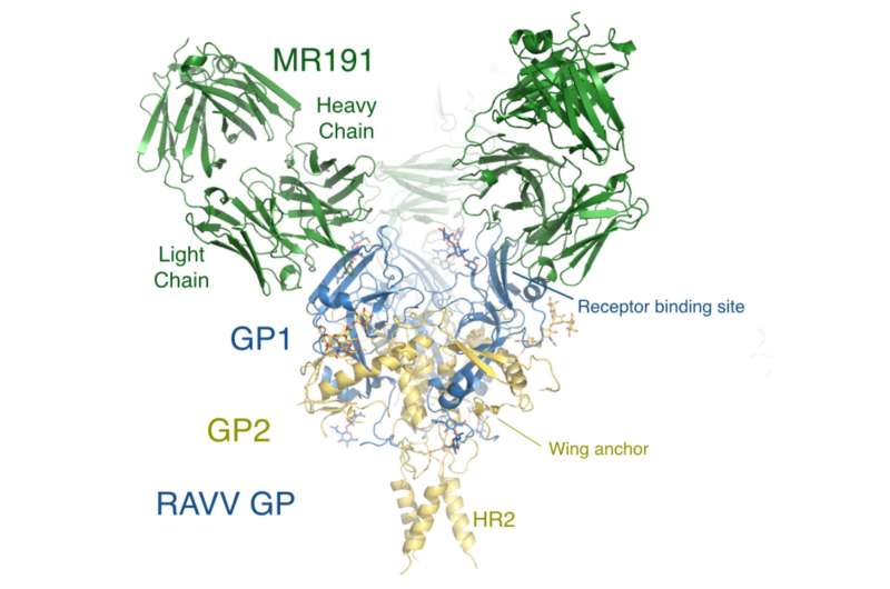 TSRI scientists discover workings of first promising Marburg virus treatment