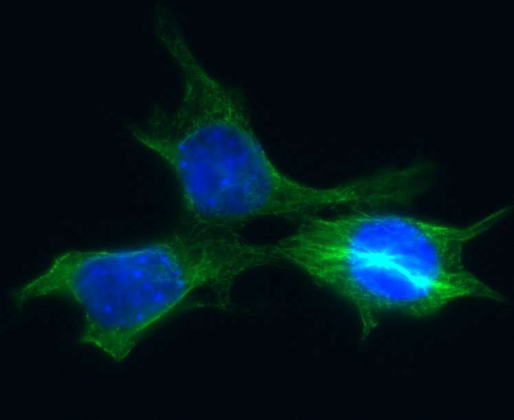 Tumor cells evade death through in extremis DNA repair