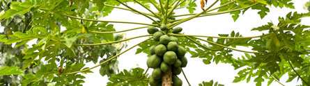 Turning papaya leaf into a cure for dengue fever