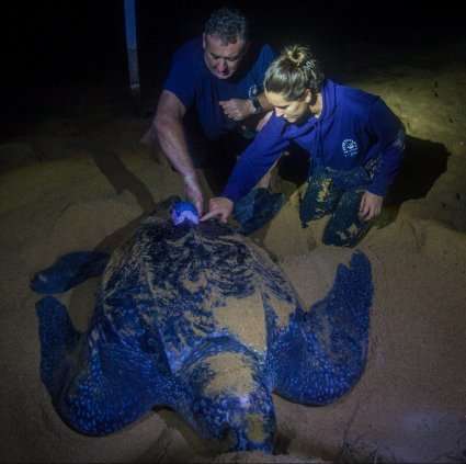 Turtle tagged in Brazil reaches UK territory