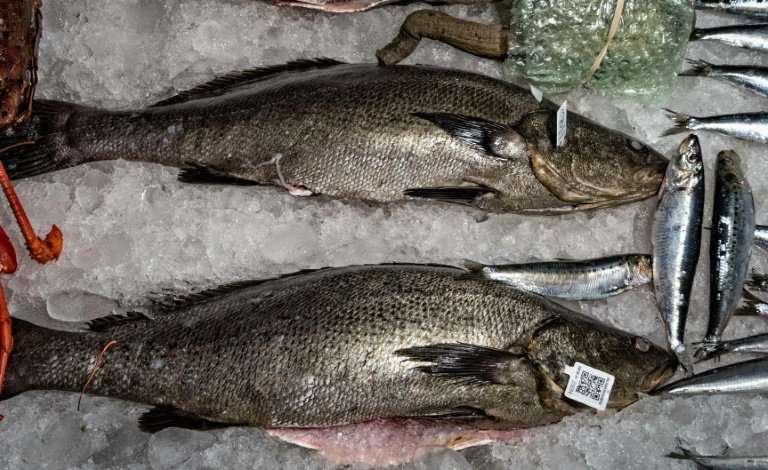 Two certified legally fished totoabas are seen at the Pescamar fair in Mexico City on June 28, 2017; the totoaba's swim bladders