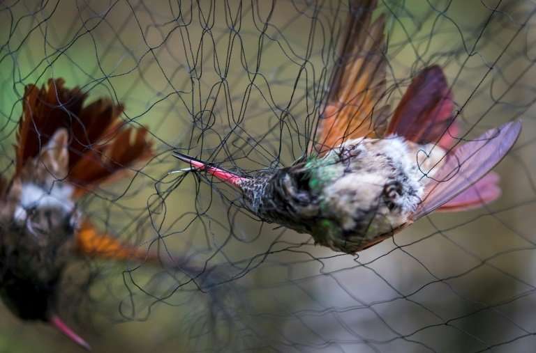Two hummingbirds (Amazilia Beryllina) are trapped in a net set by biologists in a pollination garden set by the National Autonom