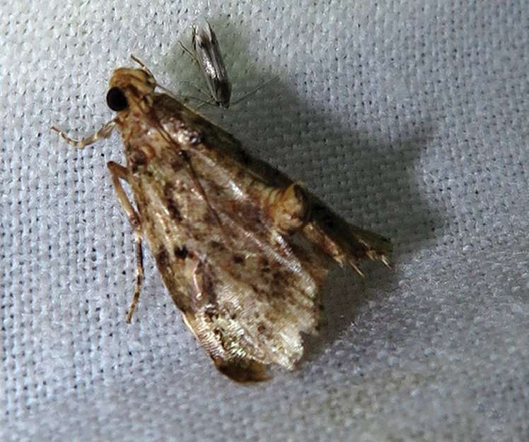 Two new snout moth genera and three new species discovered in southern China