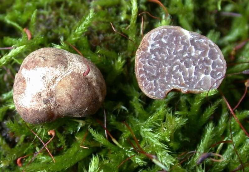Two new truffle species discovered in Florida pecan orchards