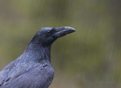 Two species of ravens nevermore? New research finds evidence of 'speciation reversal'