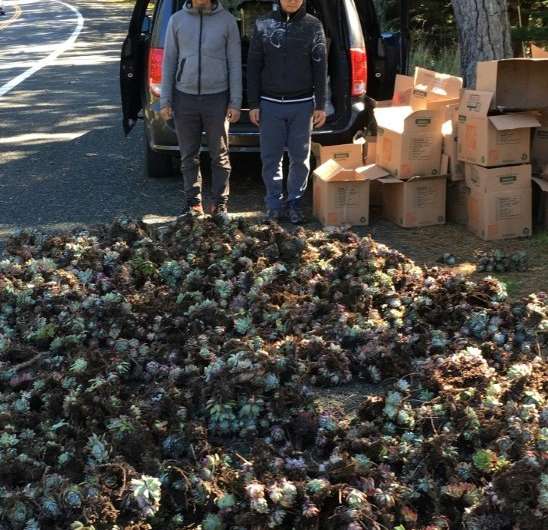 Two unidentified men stand beside a load of Dudleya succulent plants, allegedly stolen by international poachers from remote cli