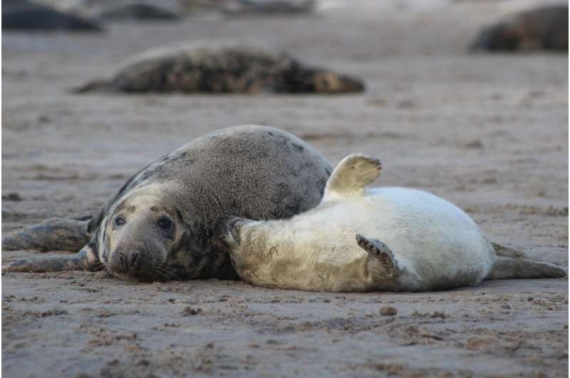 UAlberta biologists show that female seals have consistent personalities