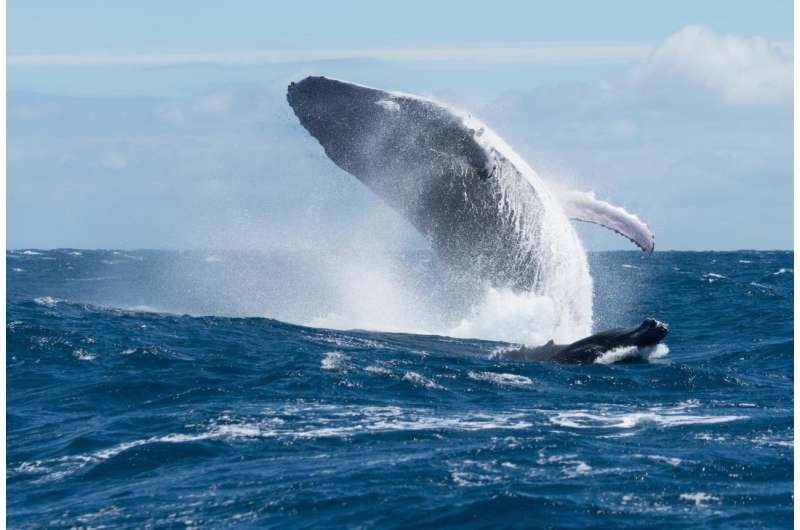 UB psychologist proposes whales use song as sonar