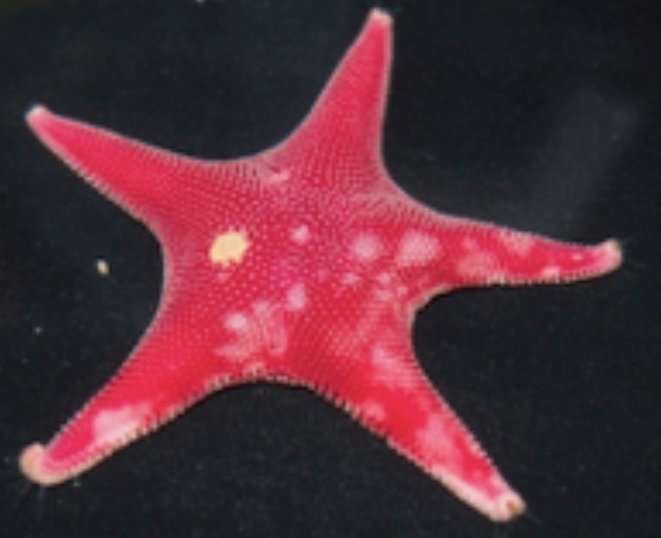 UB researchers discover a disease threatening the most plentiful starfish in Antarctica