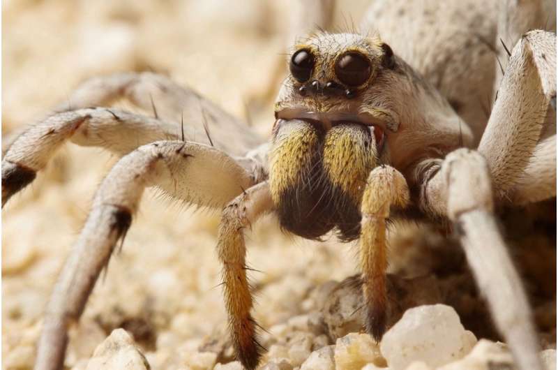 UC biologists peek into the past to see the future through tiny spider eyes