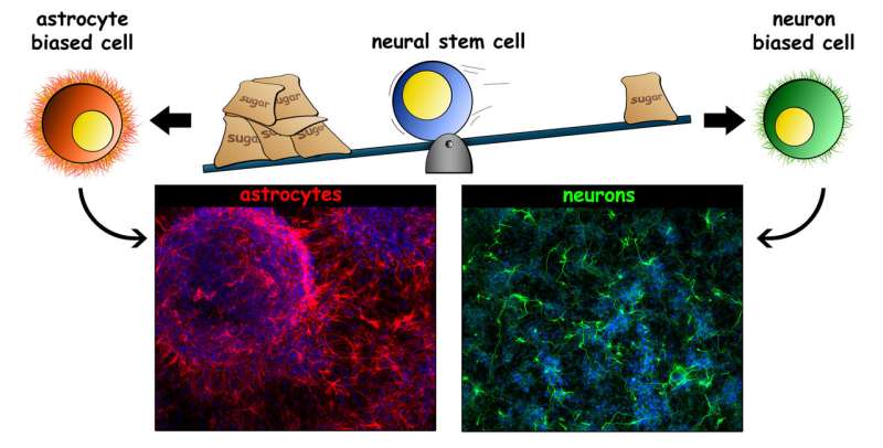 UCI-led research identifies properties of stem cells that determine cell fate