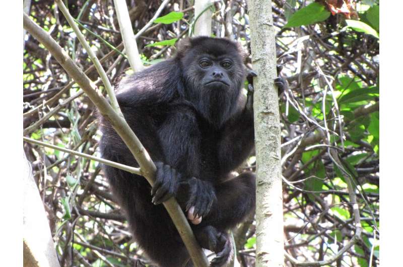 U-M howler monkey study examines mechanisms of new species formation