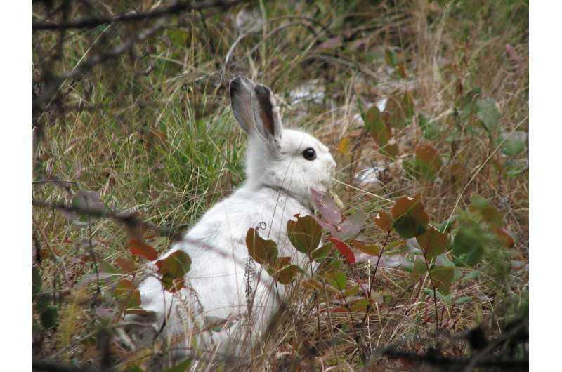 UM research identifies how snowshoe hares evolved to stay seasonally camouflaged