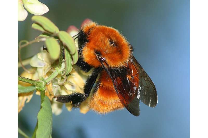 Uncoordinated trade policies aid alien bee invasions