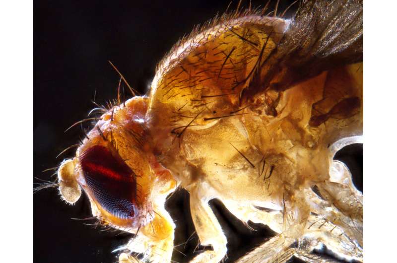 Understanding a fly's body temperature may help people sleep better