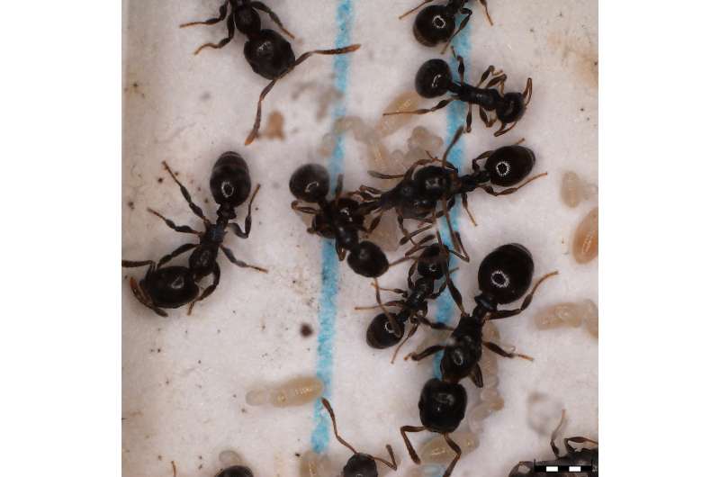 Unique gene expression patterns underlying ant slavemaker raiding and host defensive phenotypes