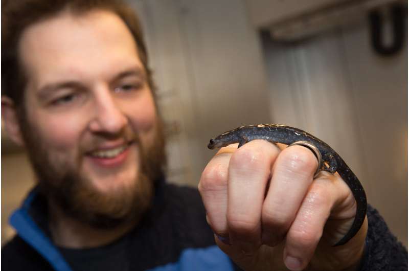 Unisexual salamander evolution: A long, strange trip