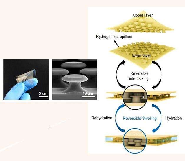 UNIST provides new insights into underwater adhesives