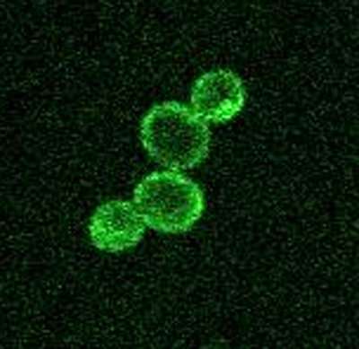 Unraveling the mechanisms that control cell growth and size