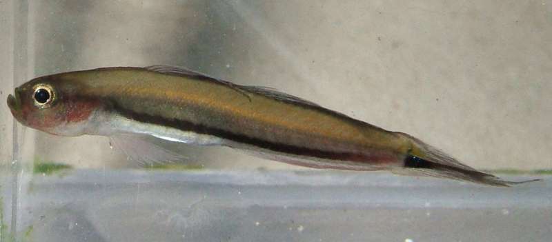 Unsuspecting goby might be new hero of the tropical seas