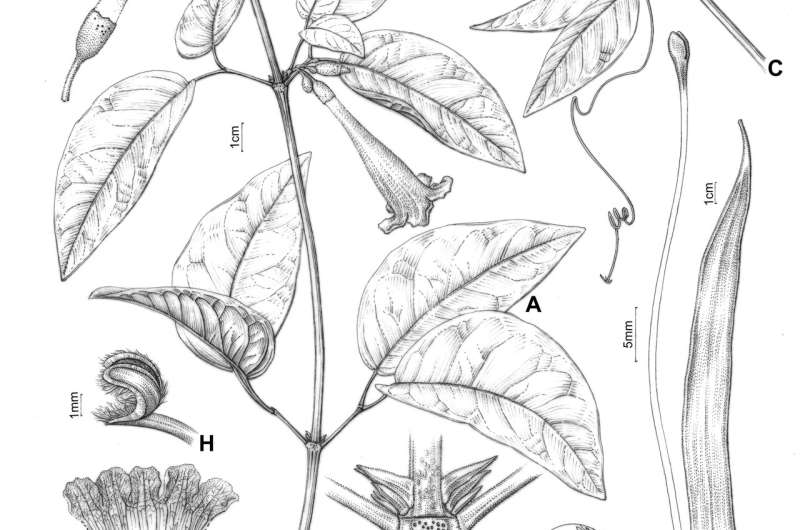 Untangling the complex taxonomic history of a Neotropical liana genus