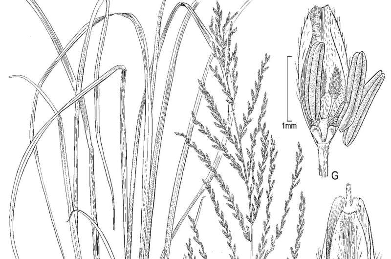 Unusual properties within the grass genus Diplachne